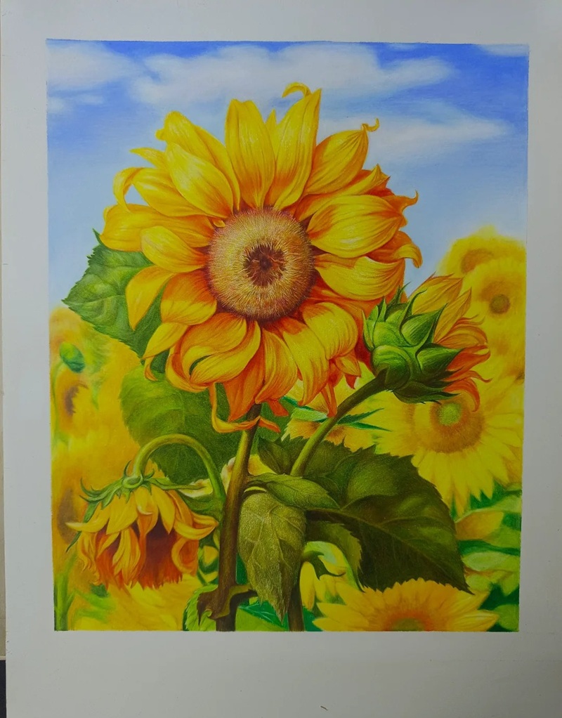 hình vẽ hoa hướng dương 24