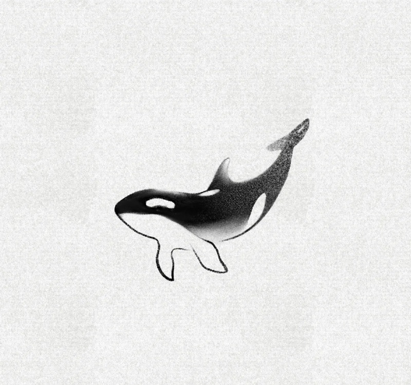 vẽ cá voi sát thủ​ 11