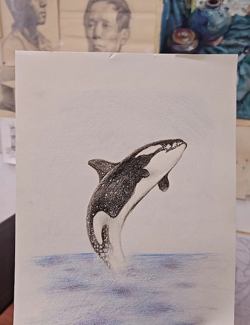 vẽ cá voi sát thủ​ 14