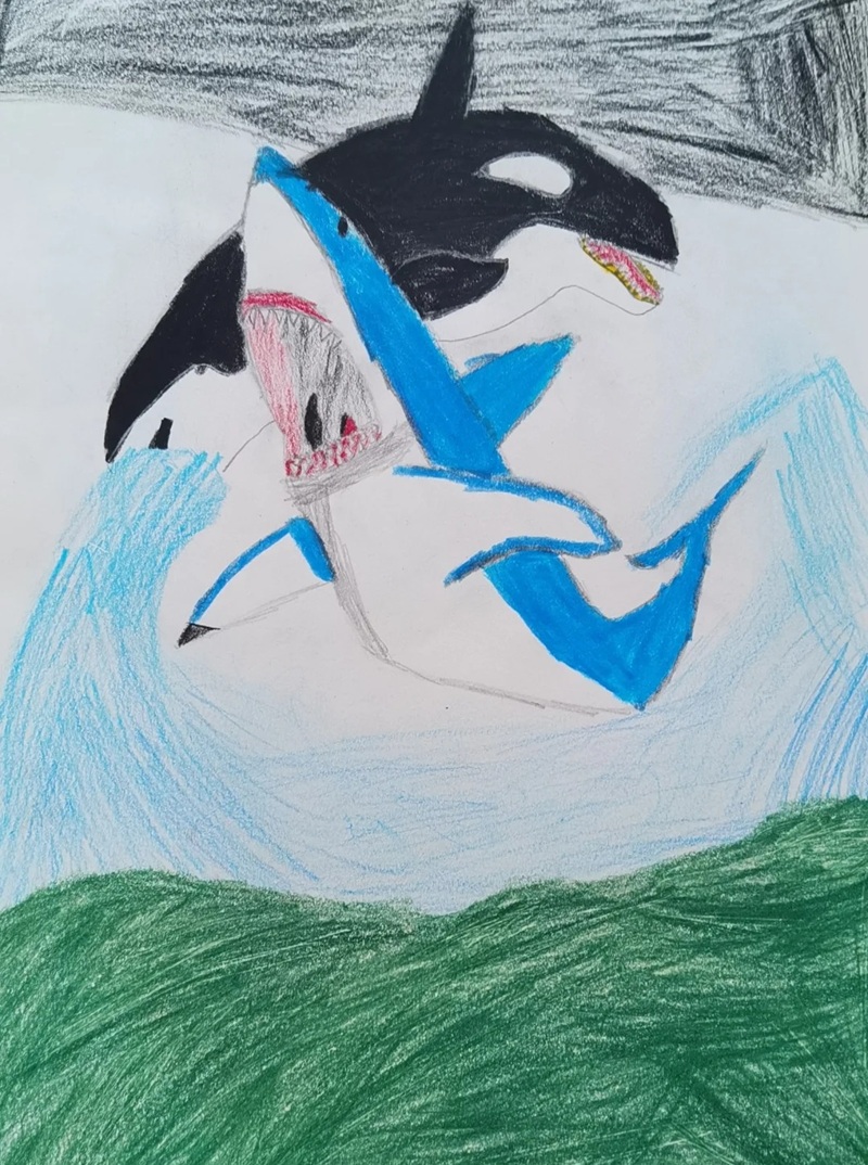 vẽ cá voi sát thủ​ 16