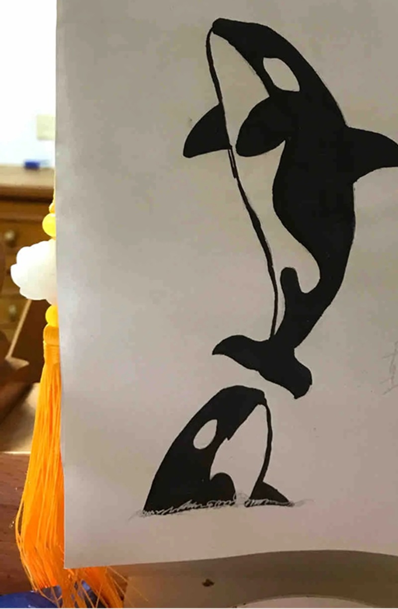 vẽ cá voi sát thủ​ 21