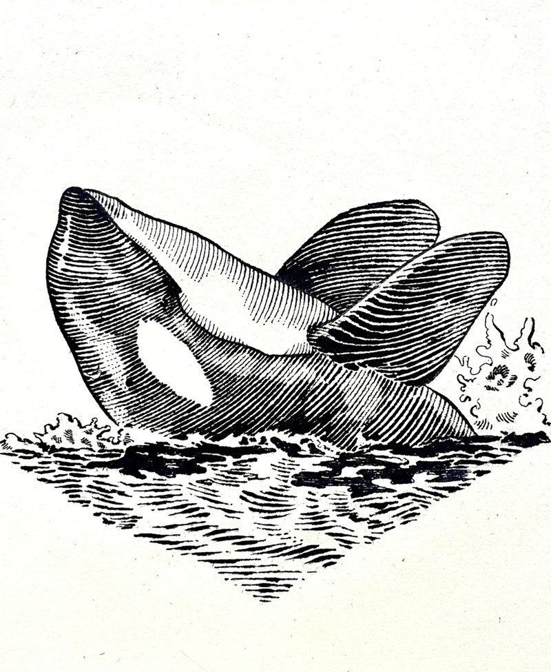 vẽ cá voi sát thủ​ 23