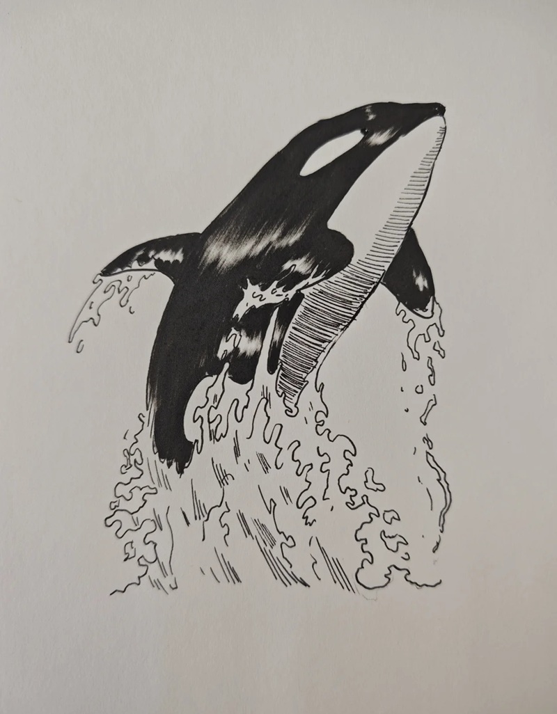 vẽ cá voi sát thủ​ 29