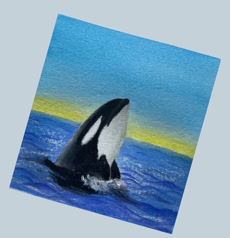 vẽ cá voi sát thủ​ 30