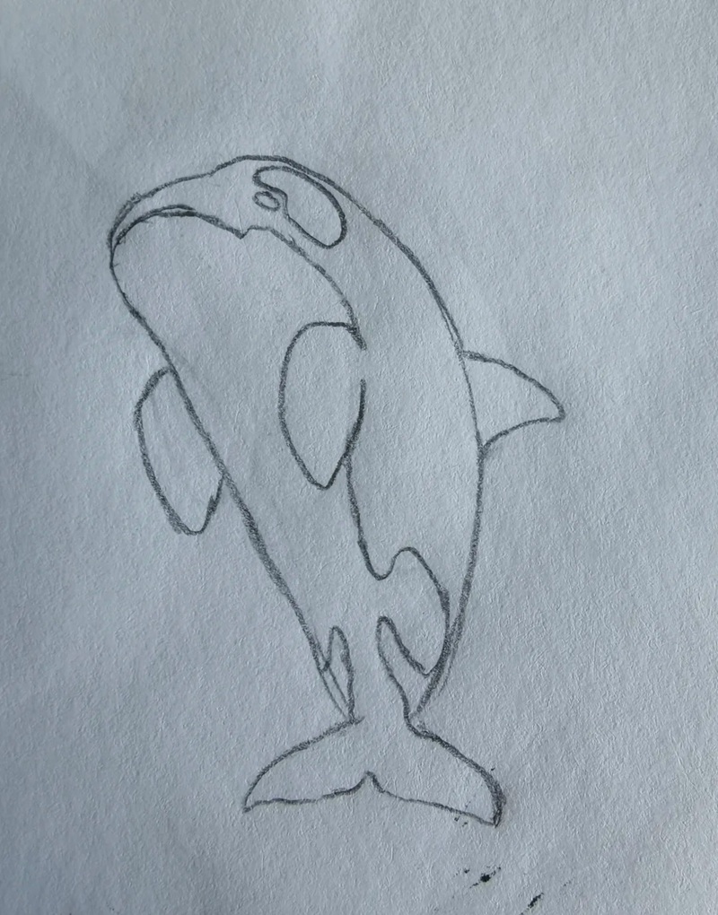 vẽ cá voi sát thủ​ 31