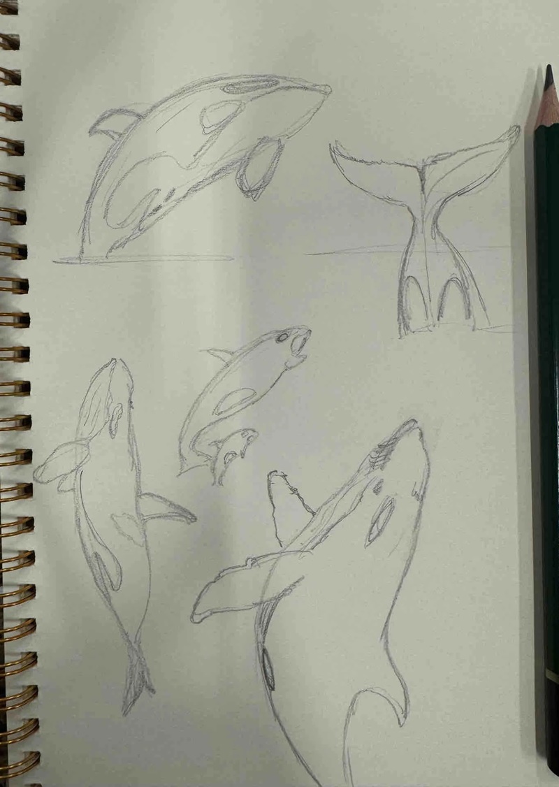 vẽ cá voi sát thủ​ 33