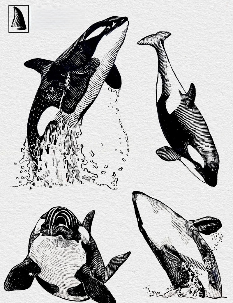 vẽ cá voi sát thủ​ 35