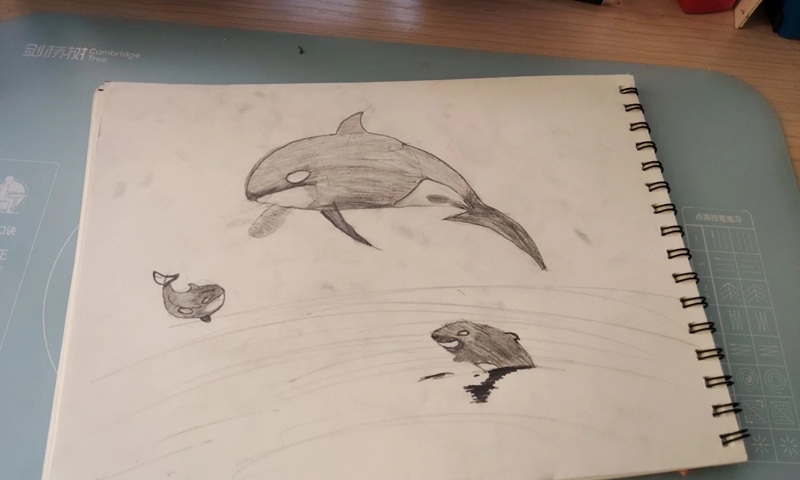 vẽ cá voi sát thủ​ 37