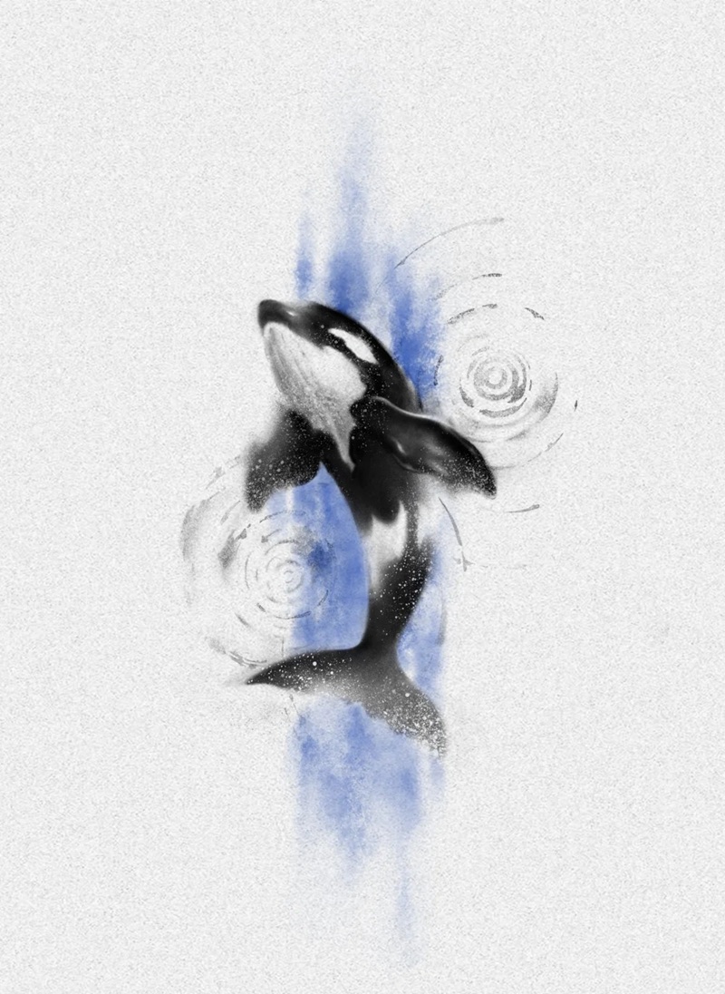 vẽ cá voi sát thủ​ 39