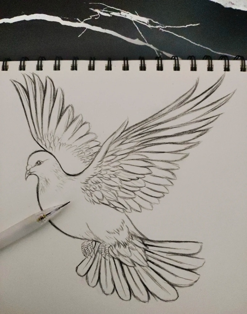 vẽ chim bồ câu hòa bình 32