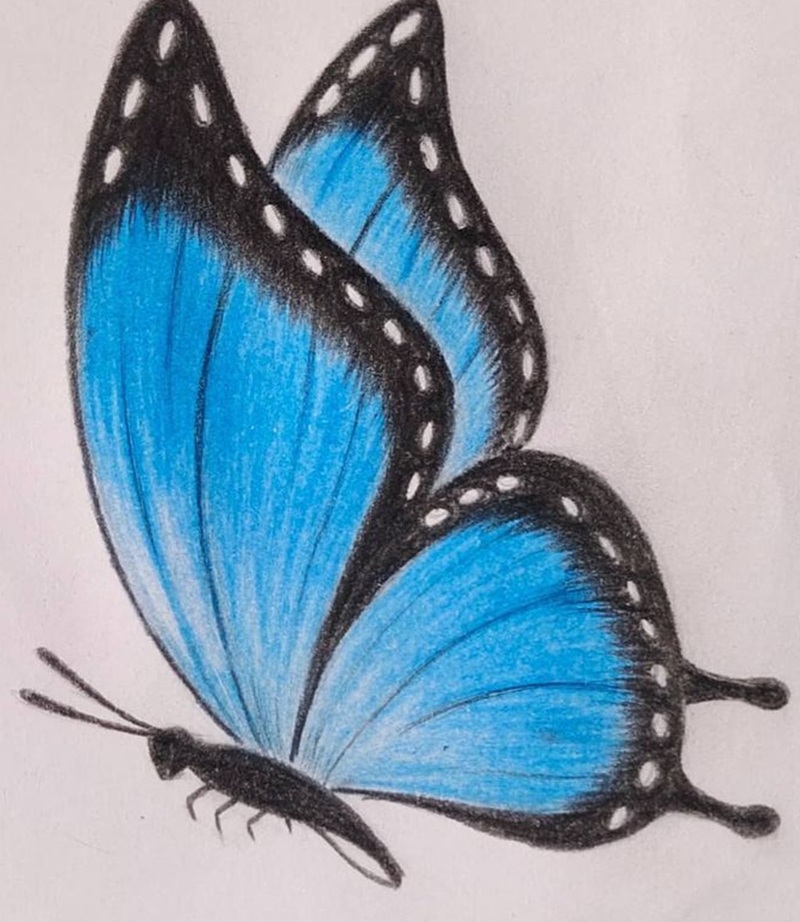 vẽ con bướm đơn giản​ 1