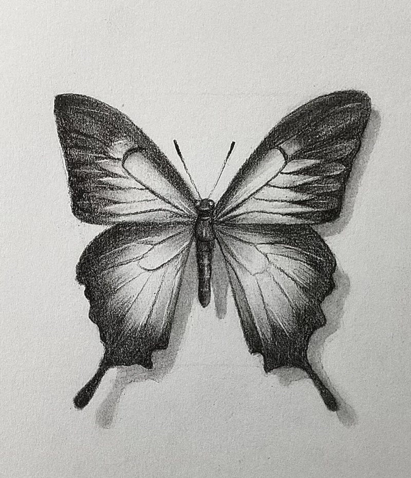 vẽ con bướm đơn giản​ 38