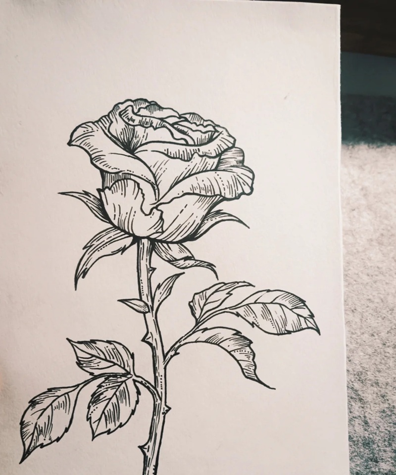 vẽ hoa hồng đơn giản 17