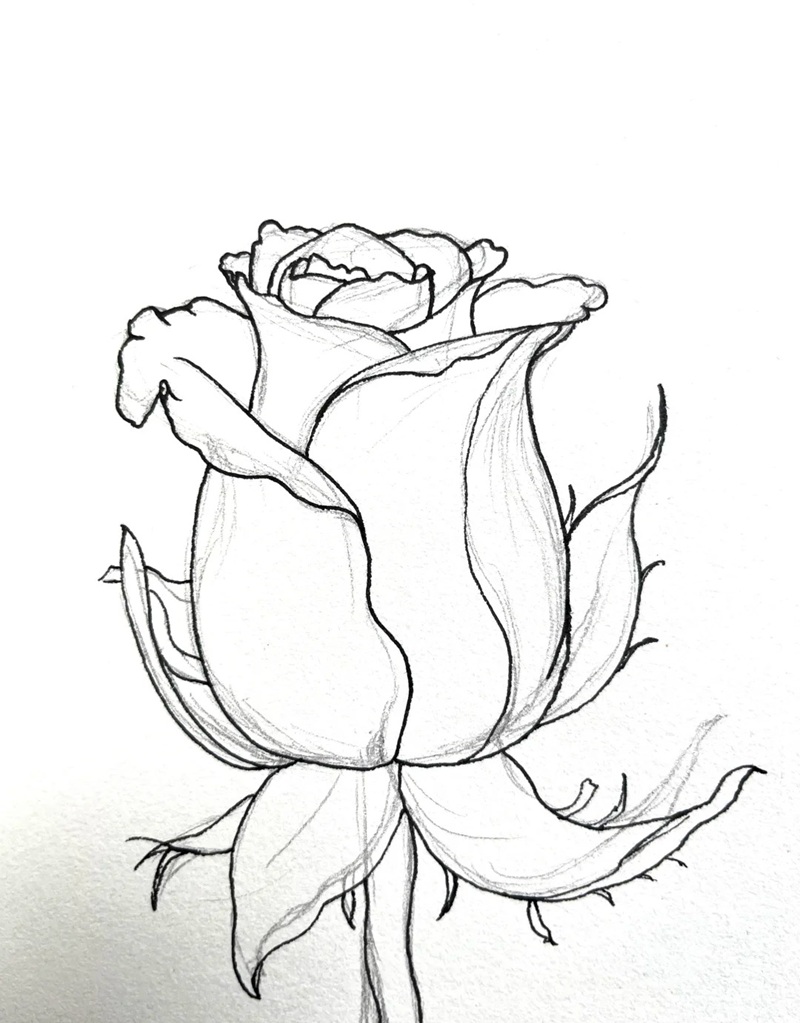 vẽ hoa hồng đơn giản 2