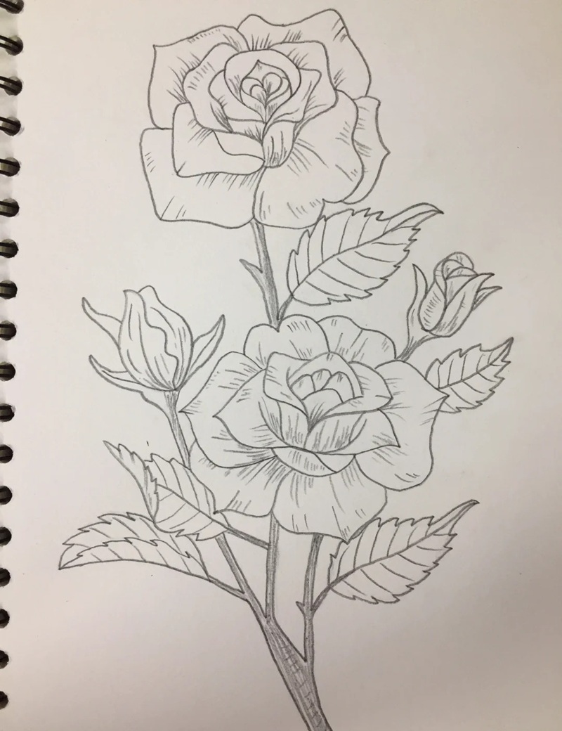 vẽ hoa hồng đơn giản 21
