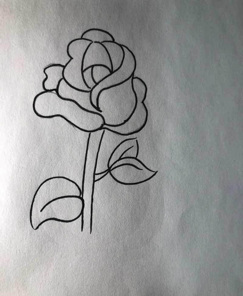vẽ hoa hồng đơn giản 22
