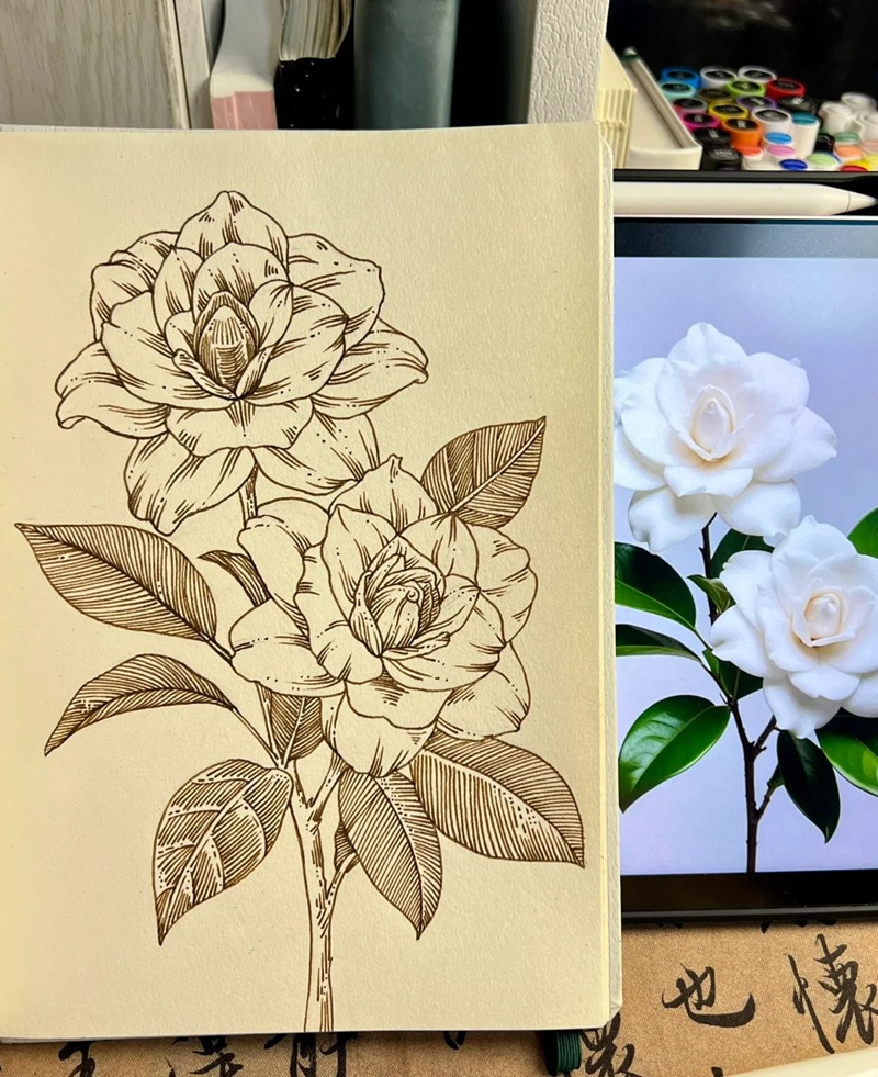 vẽ hoa hồng đơn giản 39