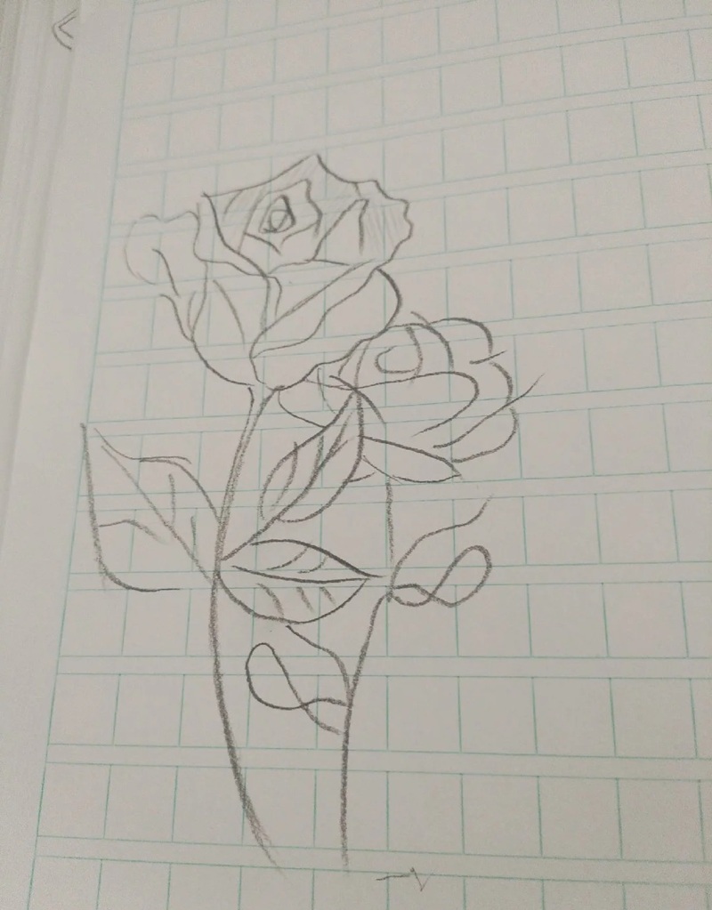 vẽ hoa hồng đơn giản 5
