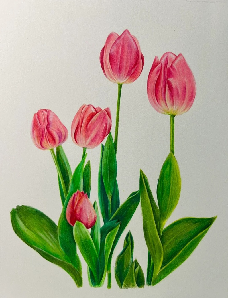 vẽ hoa tulip đơn giản​ 14