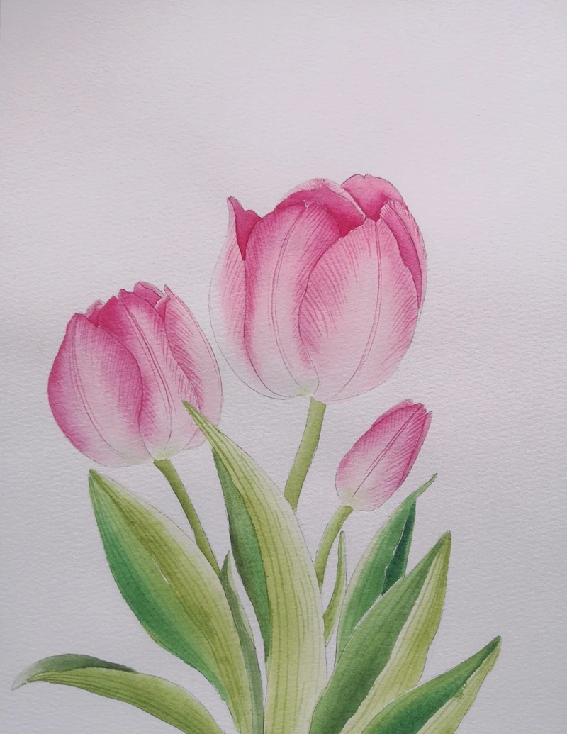 vẽ hoa tulip đơn giản​ 18