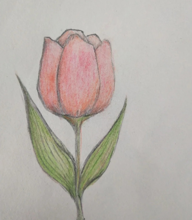 vẽ hoa tulip đơn giản​ 25