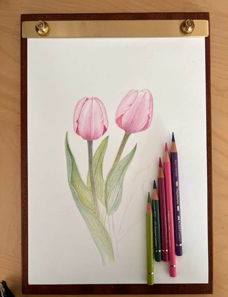 vẽ hoa tulip đơn giản​ 26