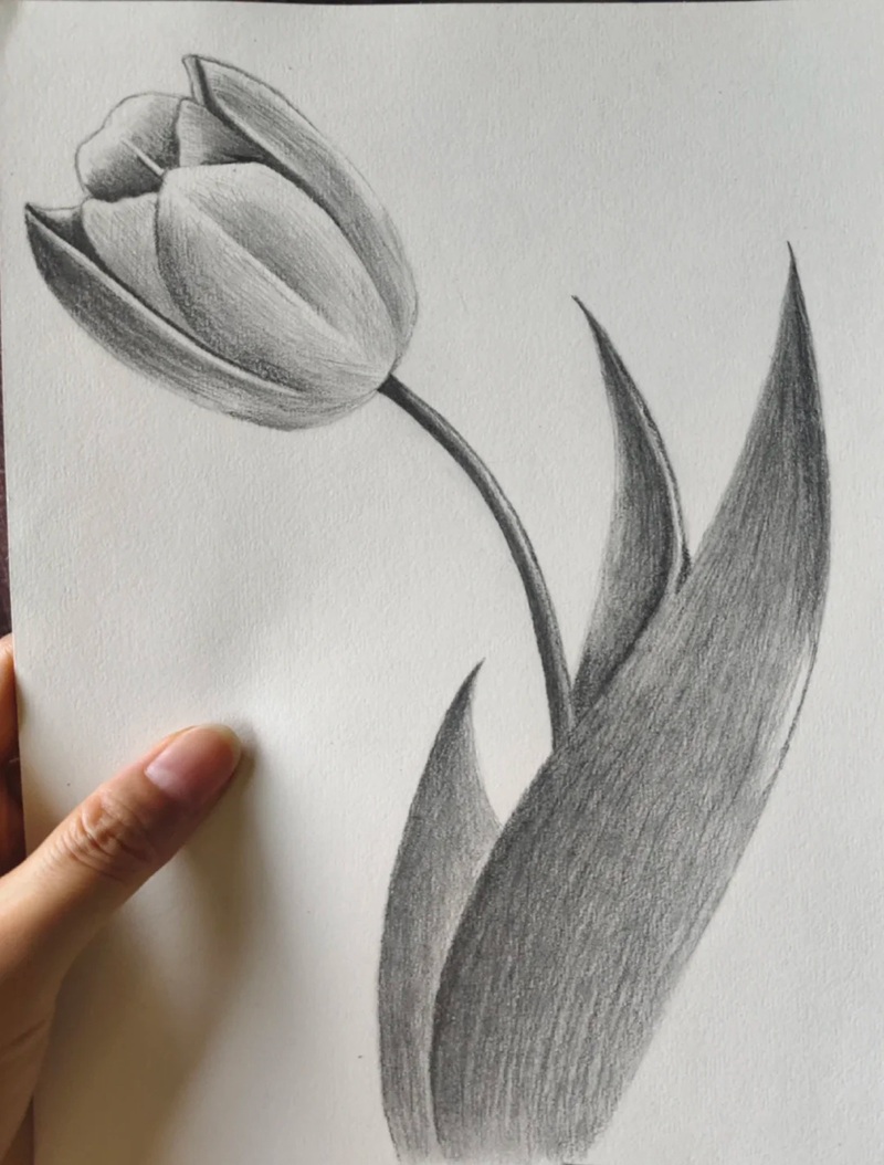 vẽ hoa tulip đơn giản​ 4