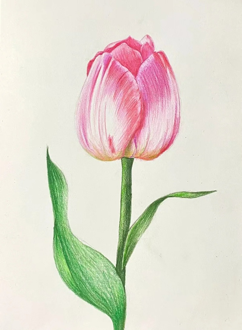 vẽ hoa tulip đơn giản​ 5